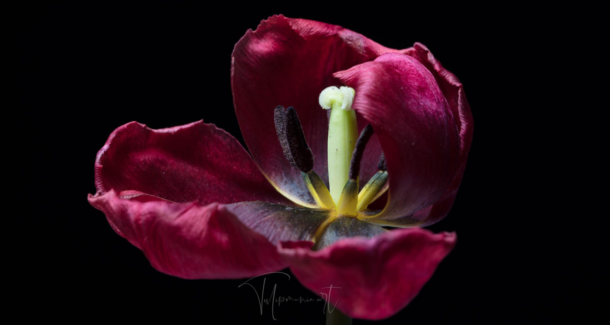 The most expensive tulip bulb in history costed as much as the finest