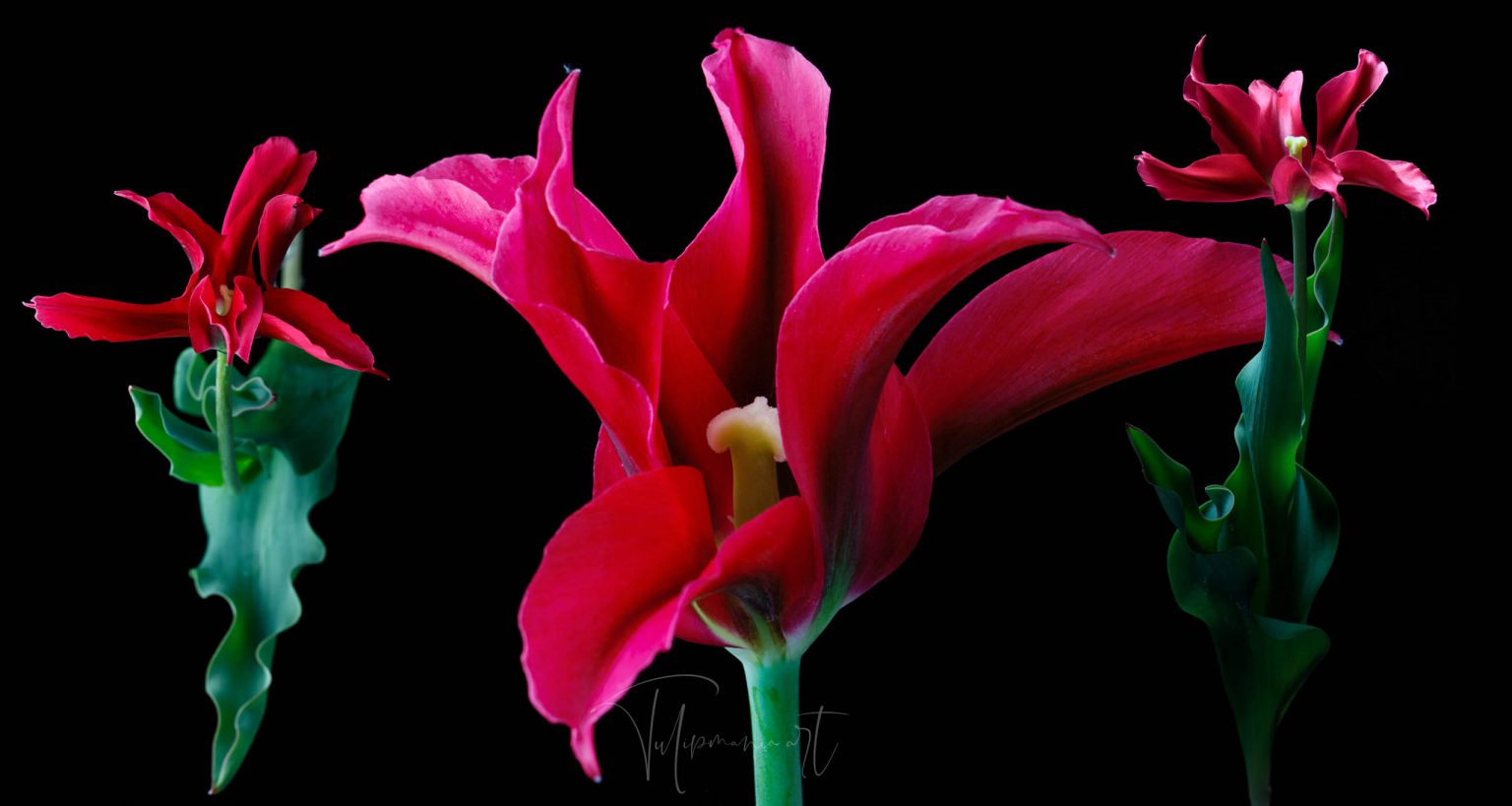 The most expensive tulip bulb in history costed as much as the finest