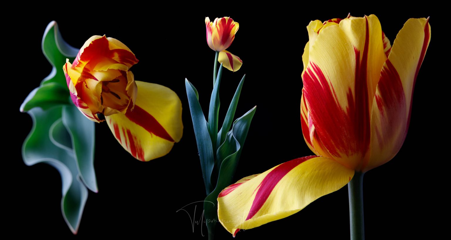 The most expensive tulip bulb in history costed as much as the finest