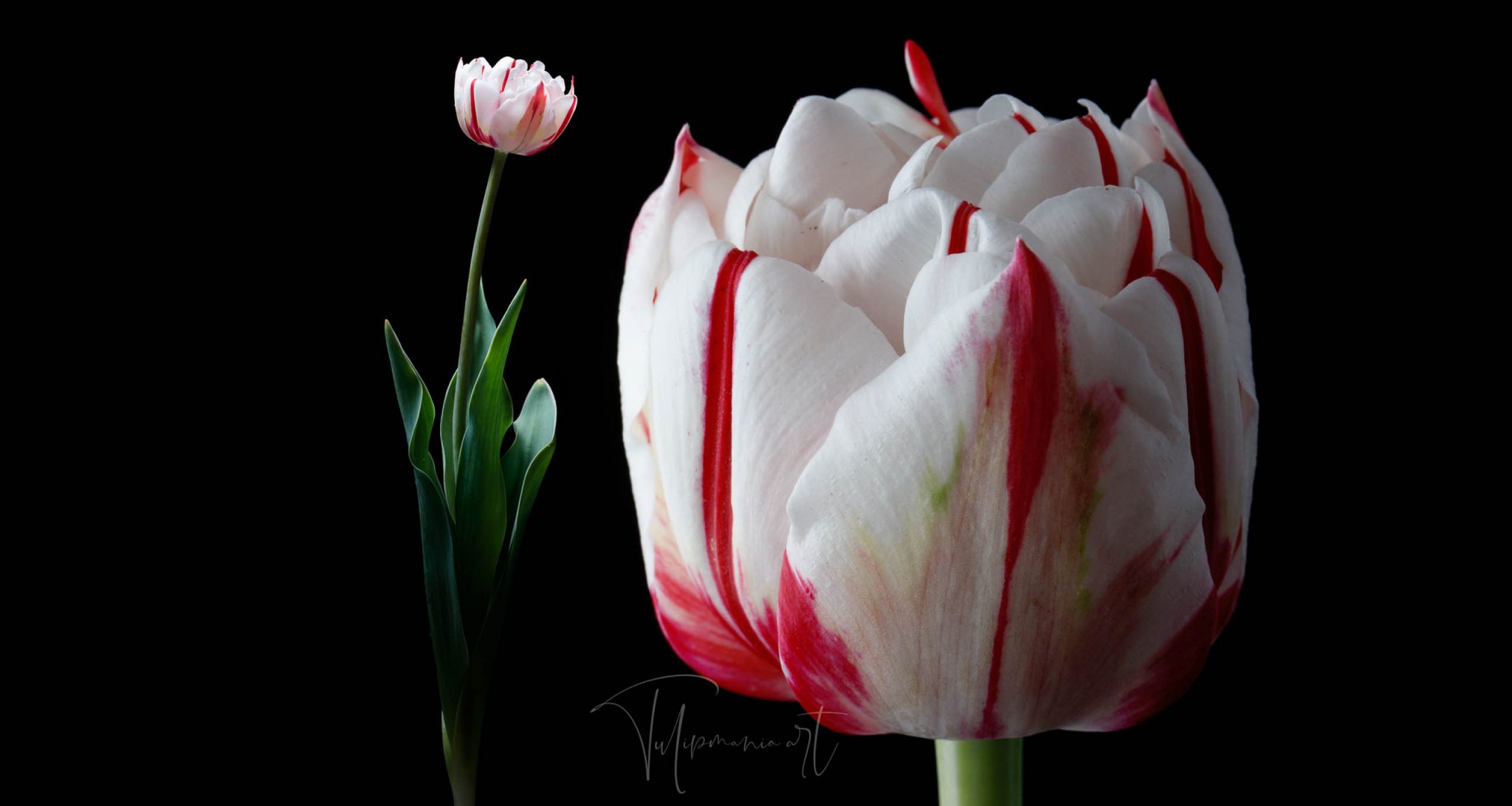 The most expensive tulip bulb in history costed as much as the finest