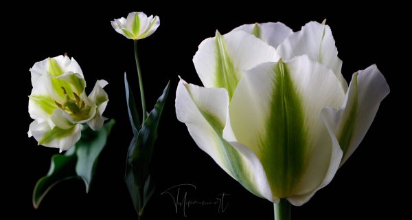 Spring green