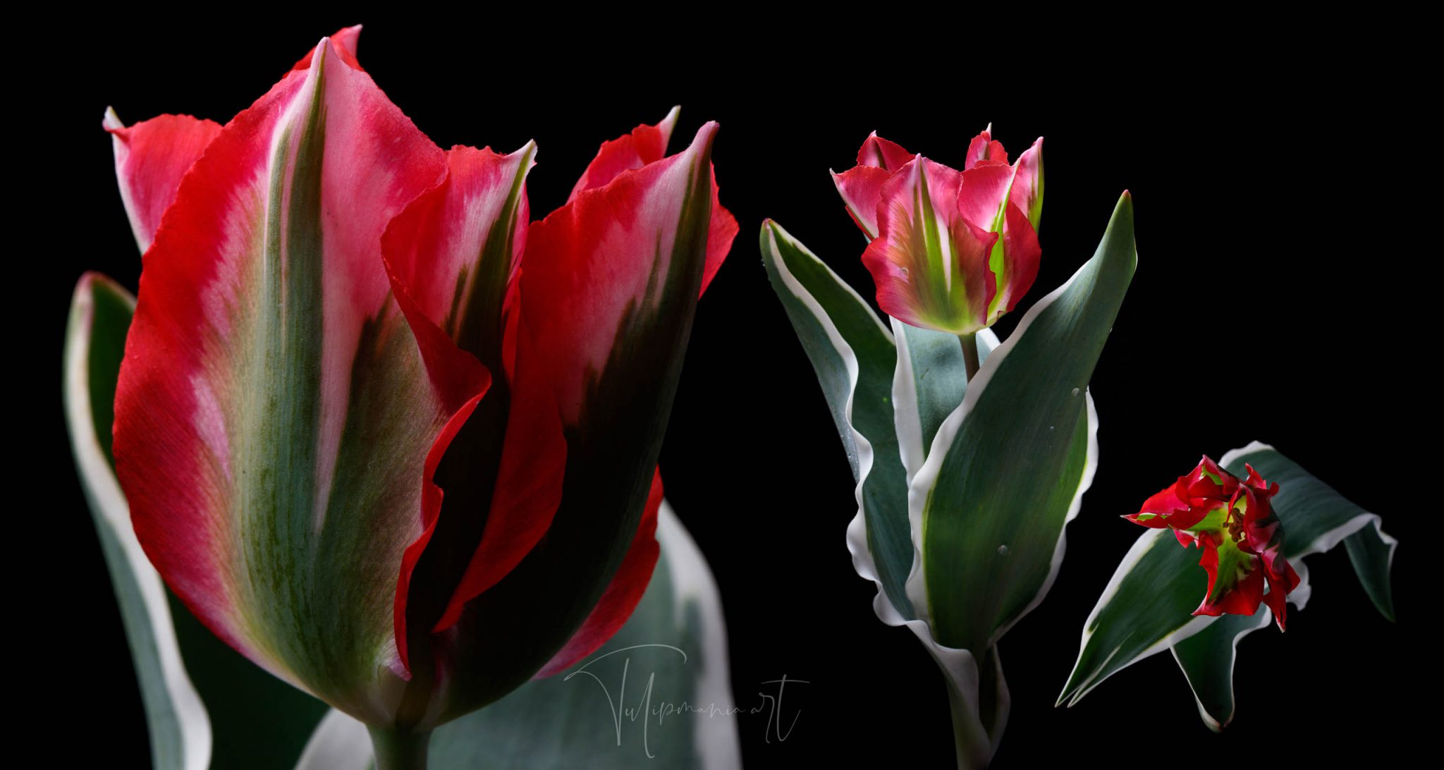 The most expensive tulip bulb in history costed as much as the finest