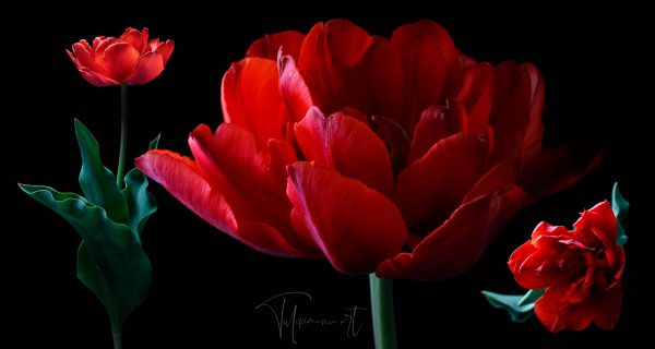 Red Princess
