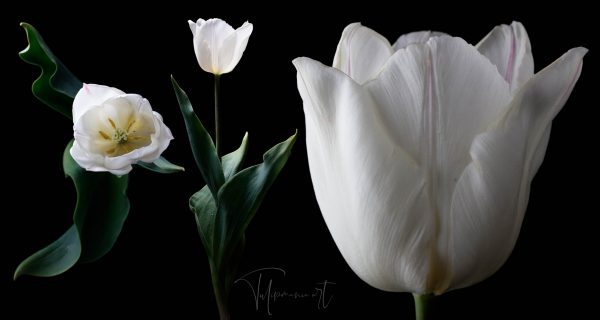 White Prince