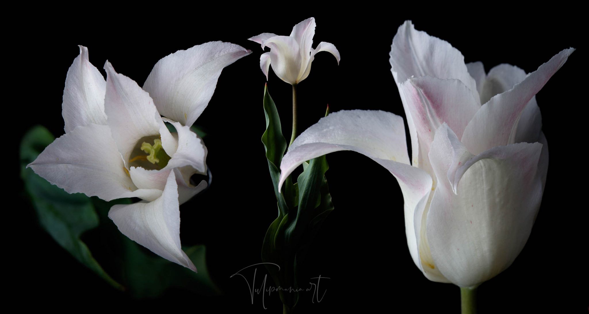 The most expensive tulip bulb in history costed as much as the finest