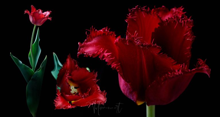 The tulip facts and stories.