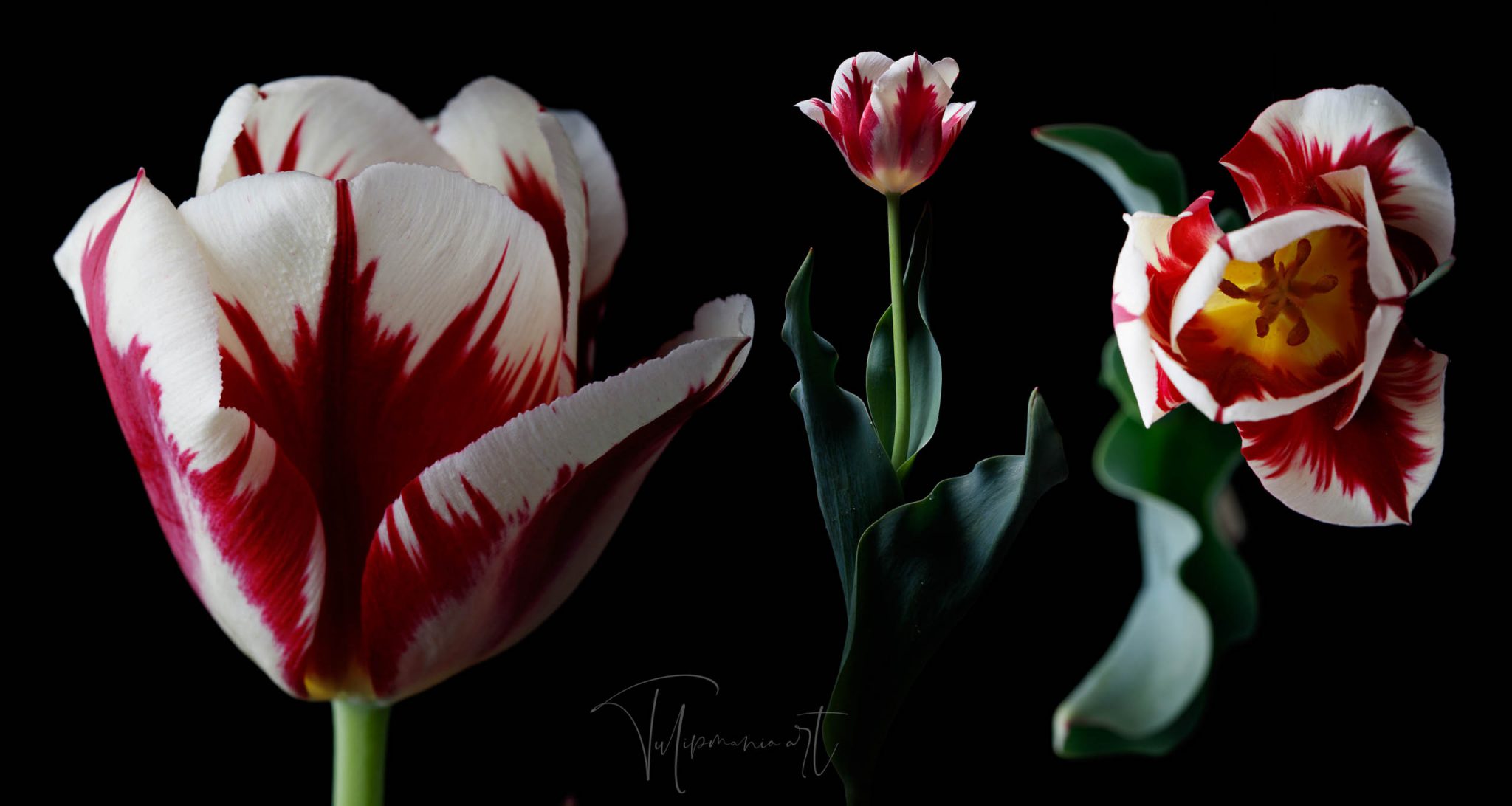 The most expensive tulip bulb in history costed as much as the finest