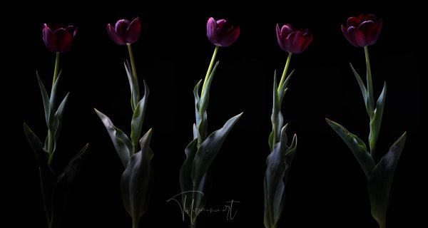 Queen of the Night