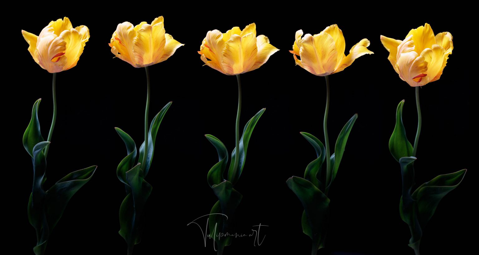 The most expensive tulip bulb in history costed as much as the finest