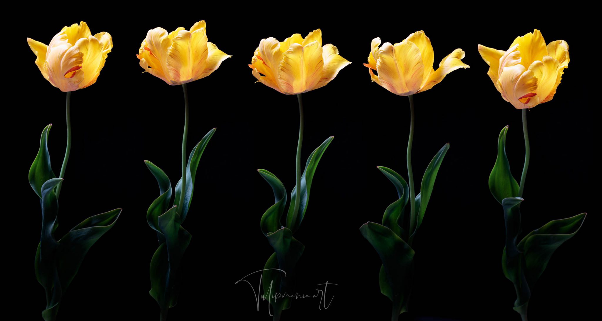 The most expensive tulip bulb in history costed as much as the finest