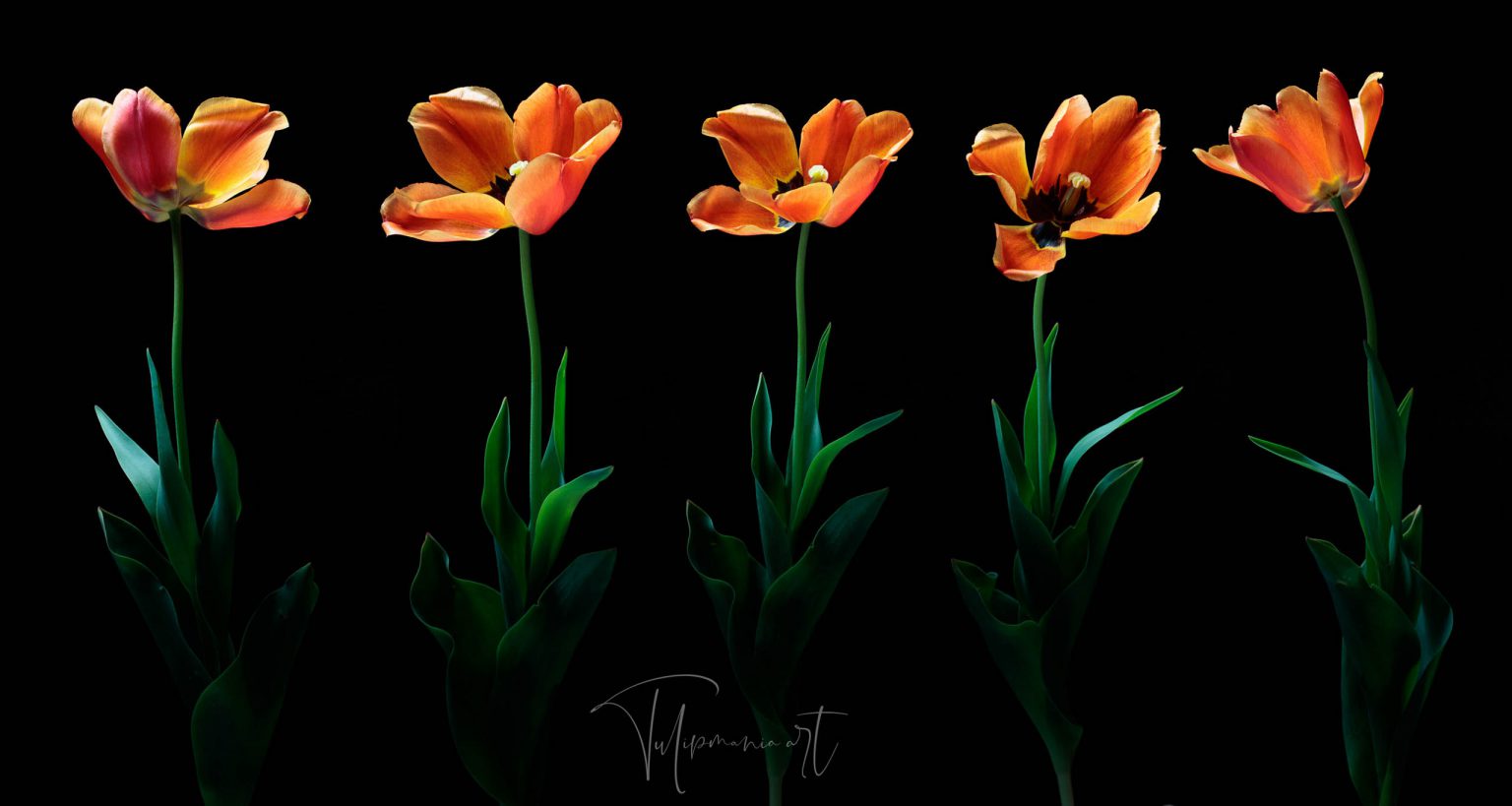 The most expensive tulip bulb in history costed as much as the finest