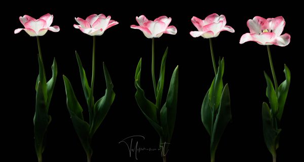 Marjolein Bastin