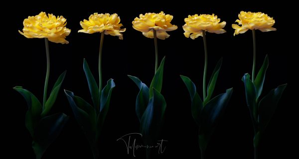 Yellow Pomponette