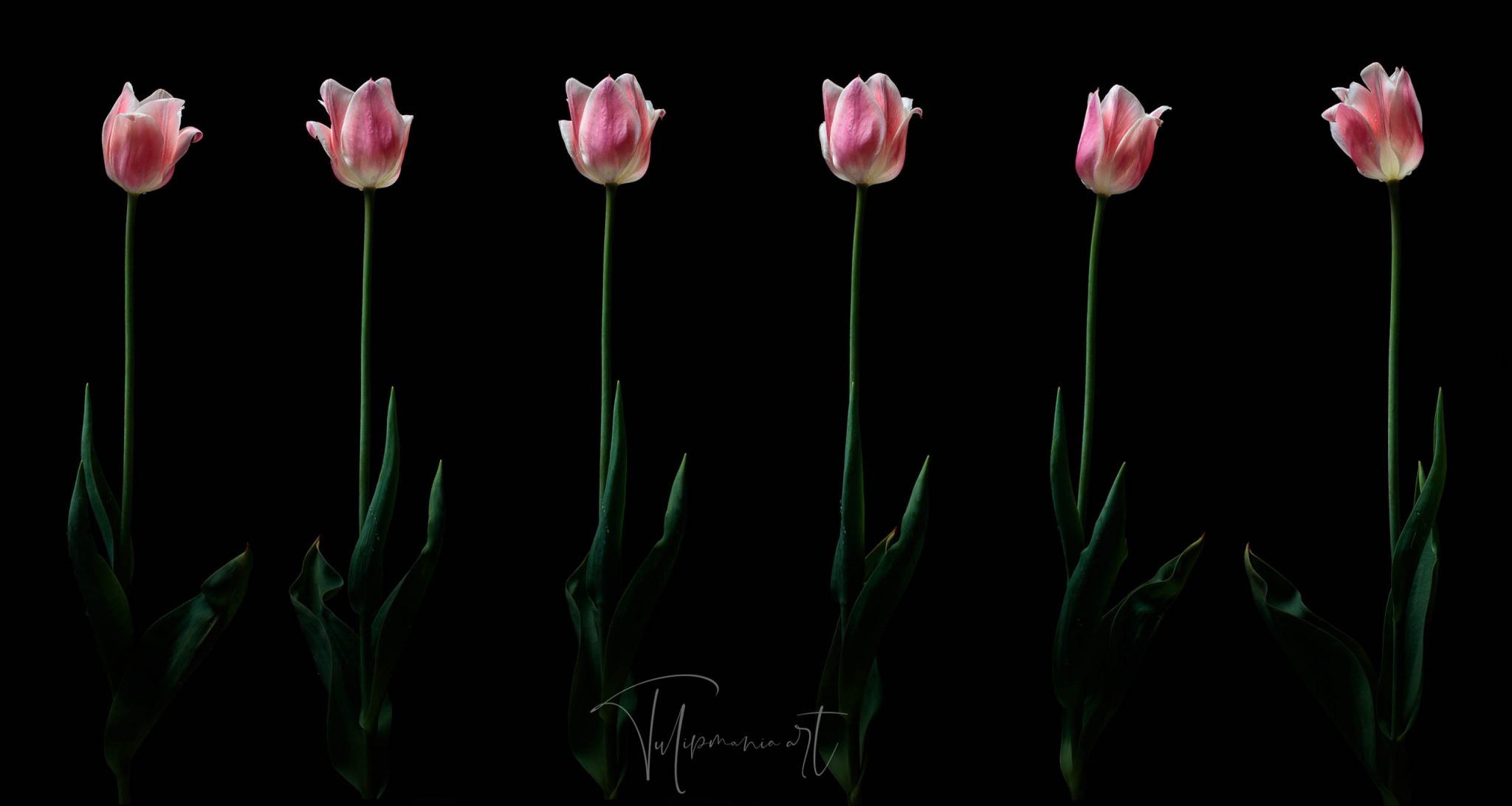 The most expensive tulip bulb in history costed as much as the finest