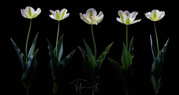 Spring green