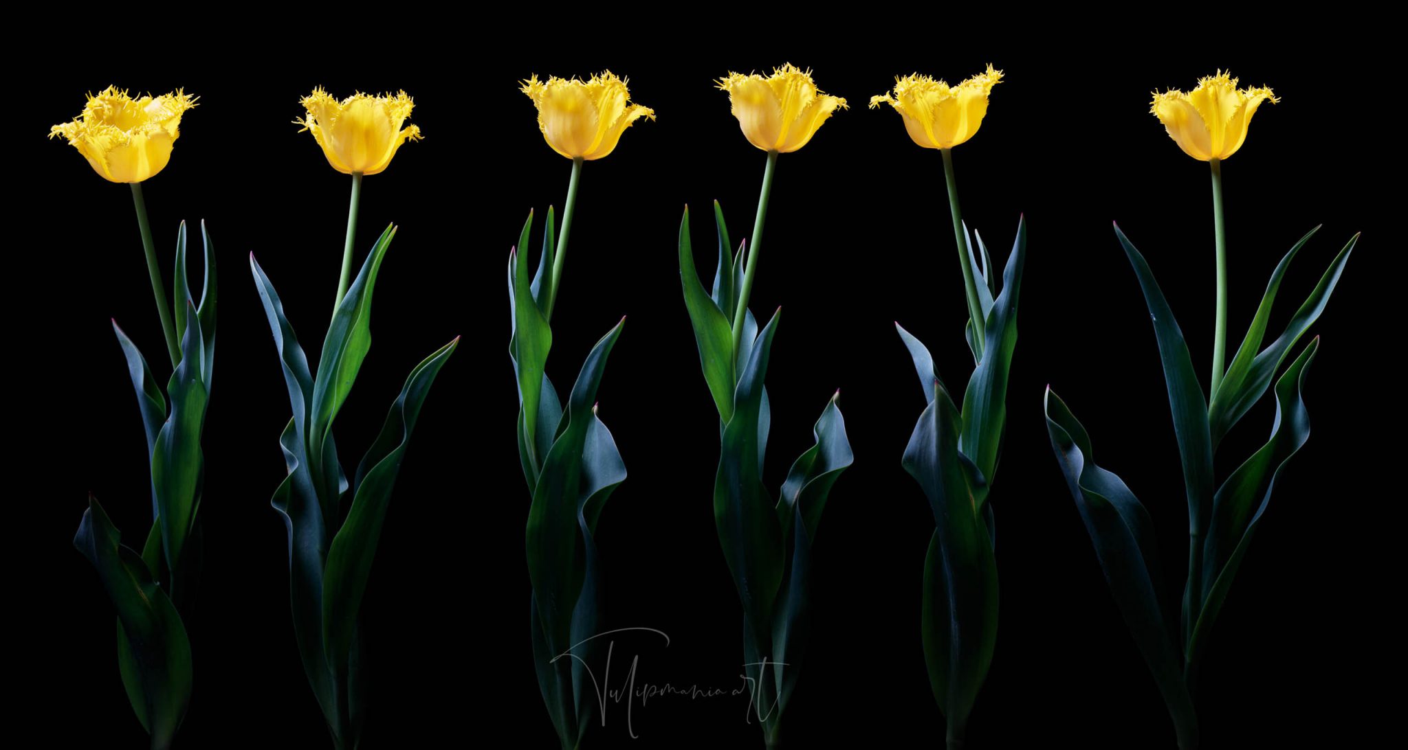 The most expensive tulip bulb in history costed as much as the finest