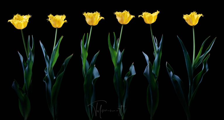 tulipmania-360-56-768x410.jpg