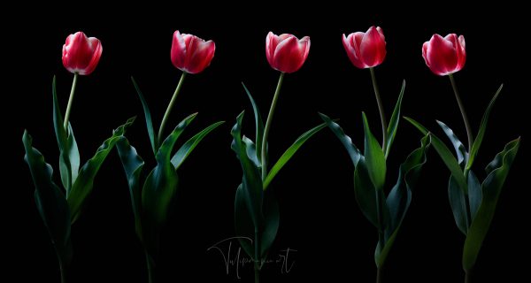 Leen van der Mark