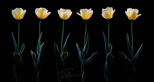 Stina little tulip black サイズP オンライン限定商品 exoroom.jp
