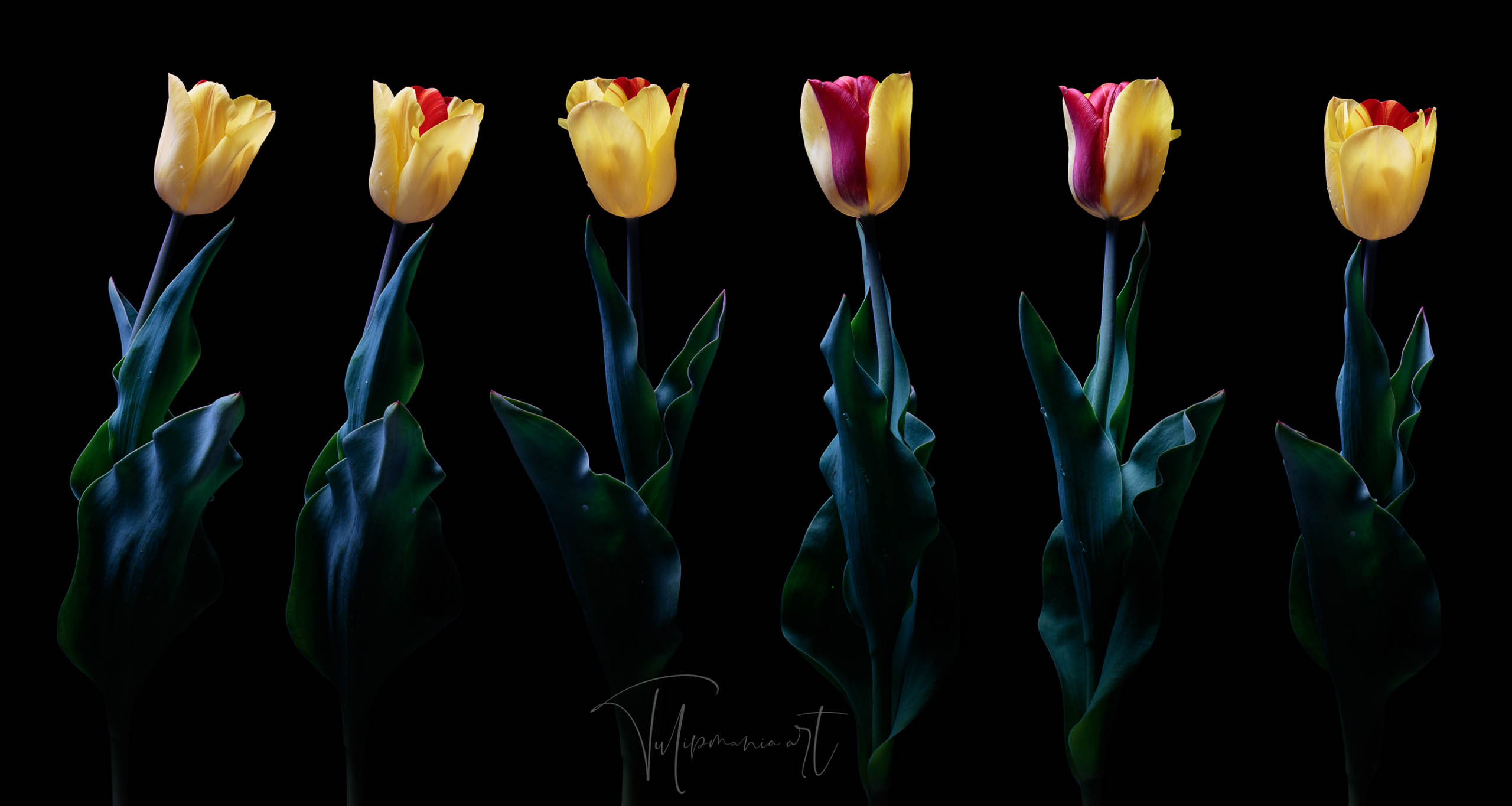 Tulips From Seeds