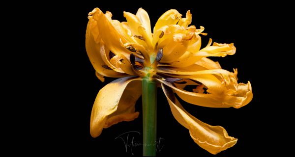 Yellow Pomponette