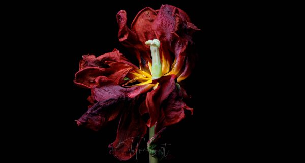 Rococo double
