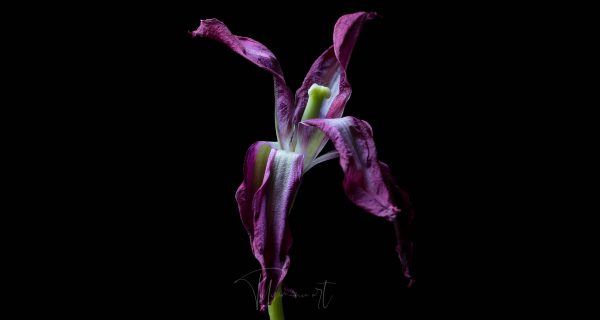 Doll’s minuet