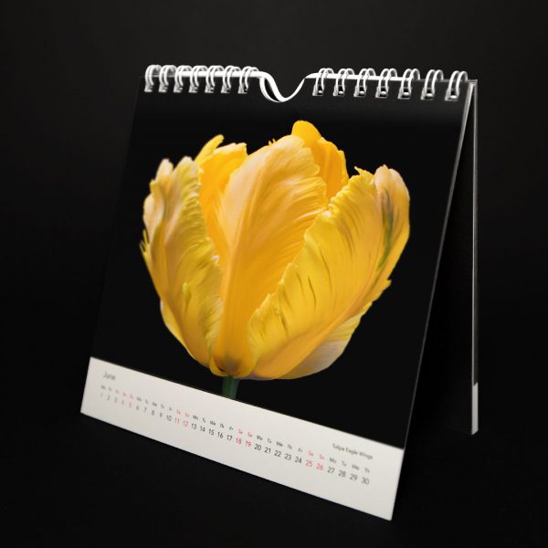 Tulipmania Art Calendar 2022 - Image 15
