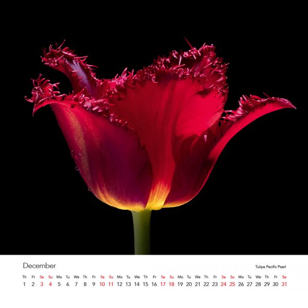 Tulipmania Art Calendar 2022 - Image 14