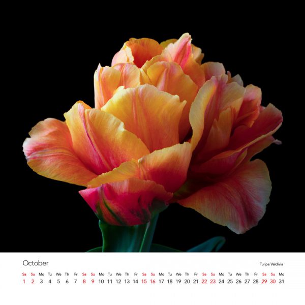 Tulipmania Art Calendar 2022 - Image 12