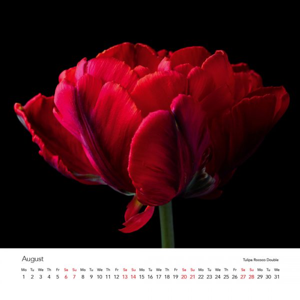 Tulipmania Art Calendar 2022 - Image 10