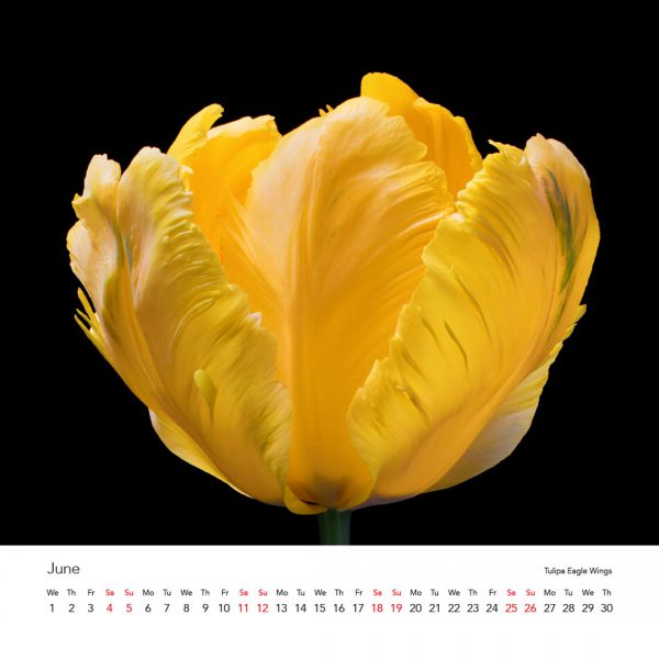Tulipmania Art Calendar 2022 - Image 8