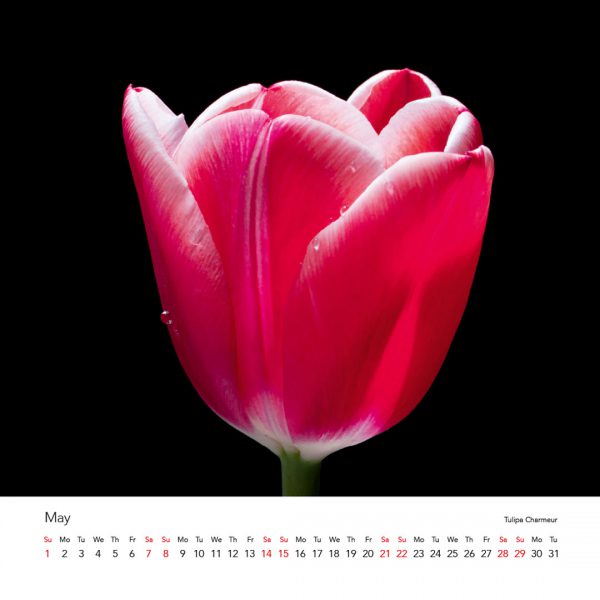 Tulipmania Art Calendar 2022 - Image 7