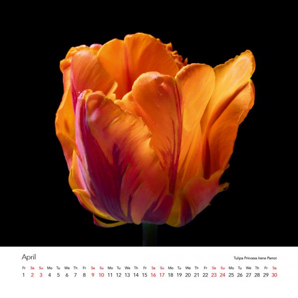 Tulipmania Art Calendar 2022 - Image 6