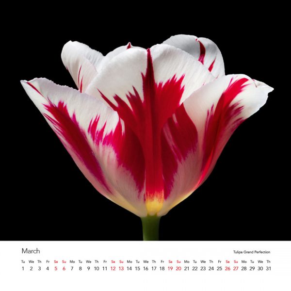 Tulipmania Art Calendar 2022 - Image 5