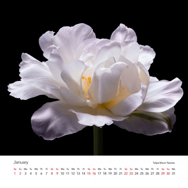 Tulipmania Art Calendar 2022 - Image 3